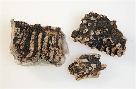 Alien Fossils 的图像结果