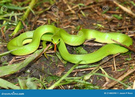 Smooth Green Snake (Opheodrys Vernalis) Stock Photo - Image of outdoors ...