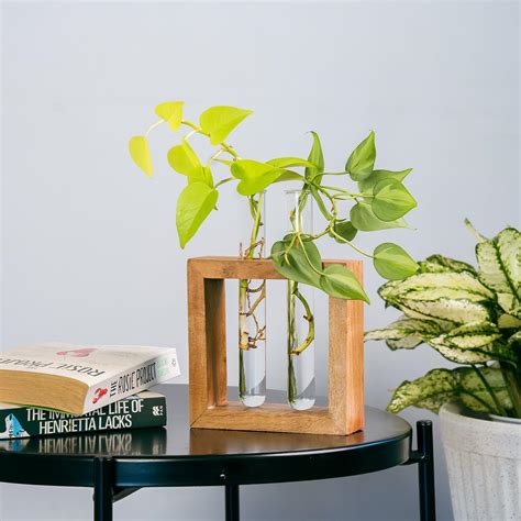 TrustBasket Test Tube Planter | Set of 2 Desk Money Plant Glass Pot ...