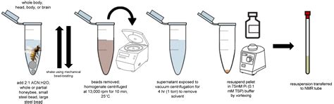 Methodology for Single Bee and Bee Brain 1H-NMR Metabolomics