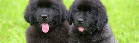 Newfoundland Dogs for Sale in Ireland - Dogsy.ie