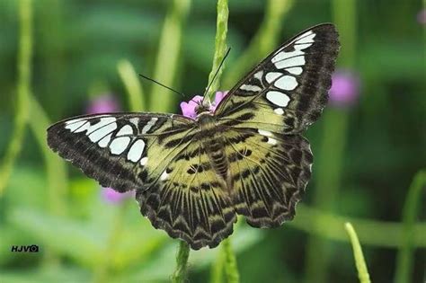 Sammilan Shetty’s Butterfly Park - Top Attractions in Mangalore - Top ...