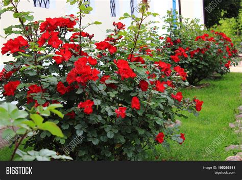 Rose Bushes Red at Logan Lovelace blog