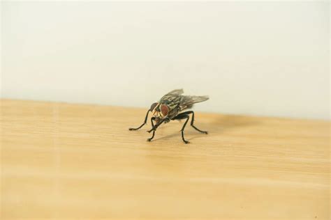 Understanding House Flies in Carson City