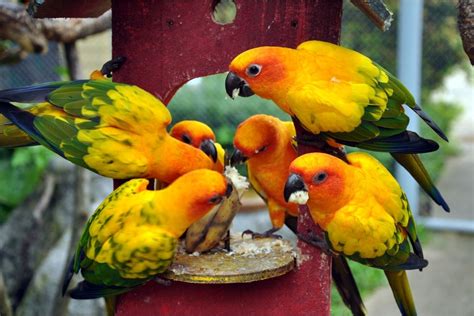 Image result for Red Factor Conure
