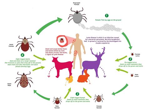Tick Life Cycle & Growth Stages | EcoGuard Pest Management
