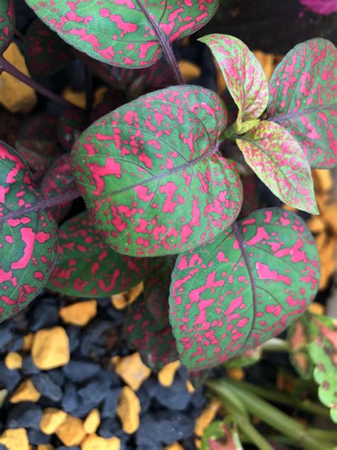 These polka dot plants come in variety of colors ! And they seem to ...