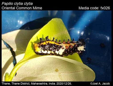 Papilio clytia | Butterfly