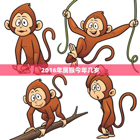 2016年属猴今年几岁(猴年生肖运势大揭秘)