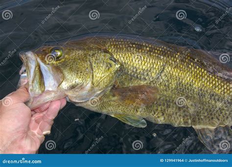 Angler With Bass Fish Stock Photography | CartoonDealer.com #16073240