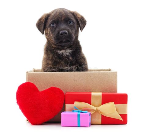 可爱的小狗和礼物高清图片下载-正版图片600284319-摄图网