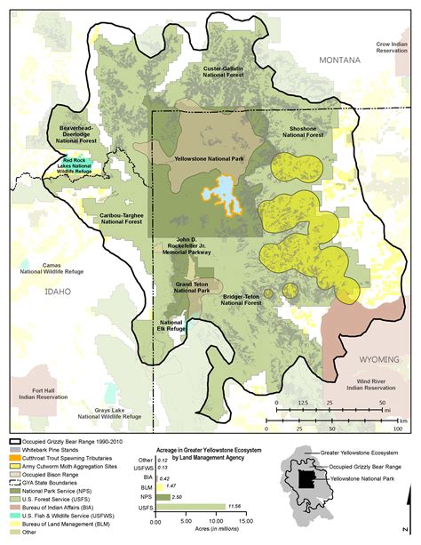 Grizzly Bears: Ultimate Omnivores of the Greater Yellowstone Ecosystem - Yellowstone National ...