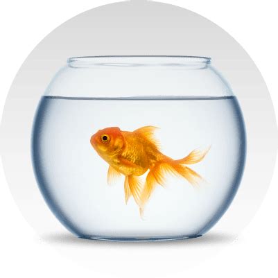 Shop online for Fish Aquarium & Accessories from Vissen