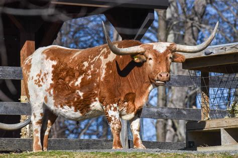 Texas Longhorns Bull