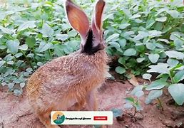 Image result for Rabit Mother Eats Baby