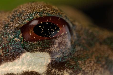 Nictitating Membrane