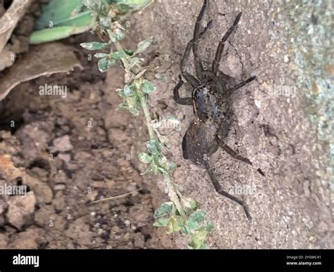 Wetland Giant Wolf Spider (Tigrosa helluo Stock Photo - Alamy