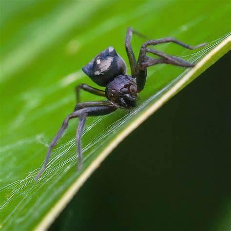 16 Spiders That Look Like Black Widows (False Widows) With Pictures
