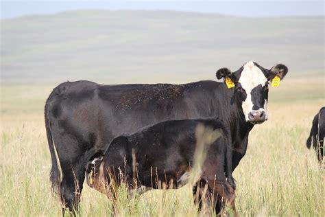 Selection for Milk in the Cowherd: How Much is too Much? | UNL Beef