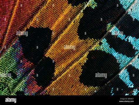 Image result for Moth Wing Patterns