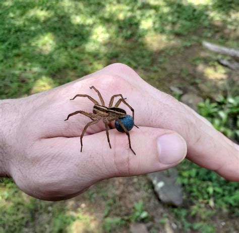 Wolf Spider Eggs Wolf Spider Bites Man, Lays Eggs On His Toe During
