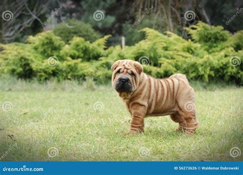 Chinese Shar Pei Puppy Portrait Stock Photo - Image of canine ...