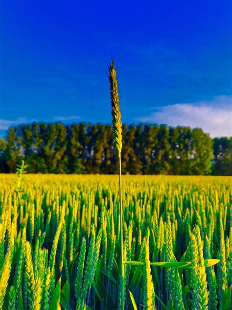 Image result for Image for Diffence