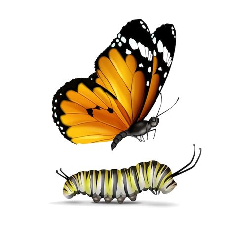 Caterpillar butterfly Bilder - Kostenloser Download auf Freepik