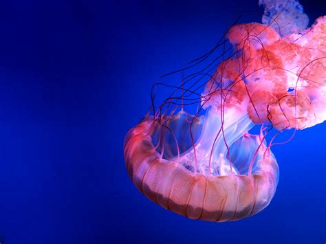 Giant Red Jellyfish