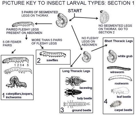 Larvae Identification 的图像结果