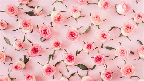 Download Baby Pink Rose Flowers Wall Decor Wallpaper | Wallpapers.com