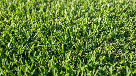 Problems With Kikuyu Grass
