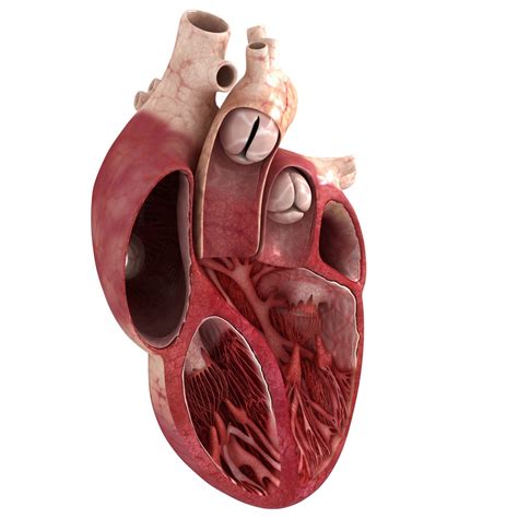 Image result for Heart Emoji Python Code
