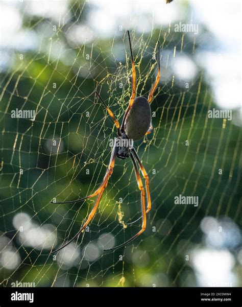 Golden orb weaver spider on web in Gold Coast Botanical Gardens Stock ...