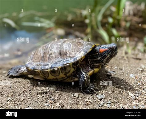 Domestic turtle close-up. A domestic red-eared turtle in an aquarium ...