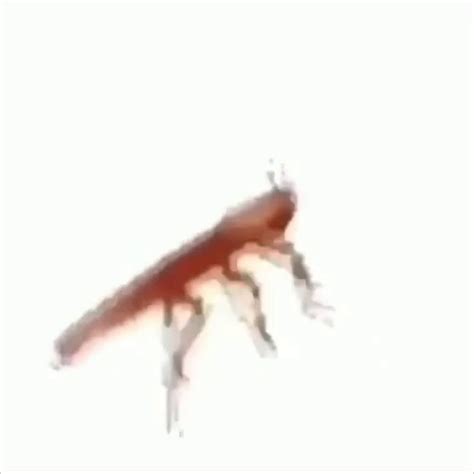 Cockroach Dance Meme 的图像结果