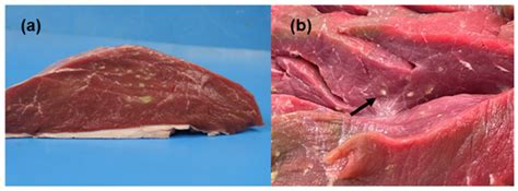 A Case of Bovine Eosinophilic Myositis (BEM) Associated with Co ...