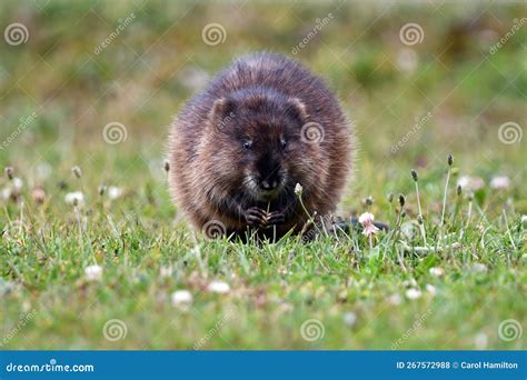 Cute Muskrat Sits on Lawn Eating Stems of Grass Stock Photo - Image of ...