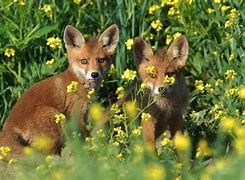 Image result for Best Animal Themes