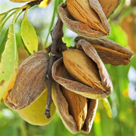Almond / Badam Fruit Plant (Prunus dulcis) Fruit Plant (Home & Garden ...