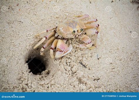 Dark Crab Fishing Barrel