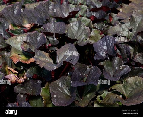 Closeup of the purple bronze leaves of the low growing garden plant ...