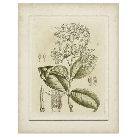 Small Tinted Botanical III – The Living Influence