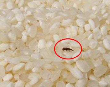 为啥密封包装的大米也会生虫？国家粮库里要是生虫了可怎么办？ - 哔哩哔哩