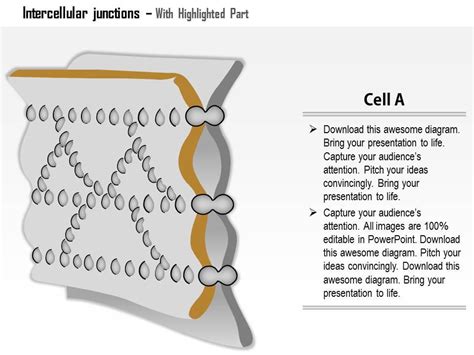 Rezultat imagine pentru Intercellular Junctions