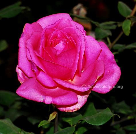Rose magenta | Hybrid Tea Rose