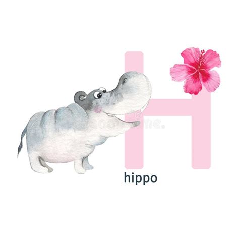 Letter H, Hippo with Hibiscus, Cute Kids Colorful Animals ABC Alphabet ...