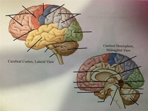 Cortex 的图像结果