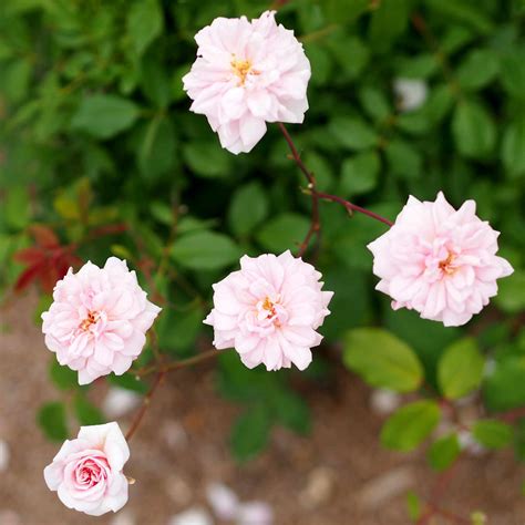 10 Best Climbing Roses