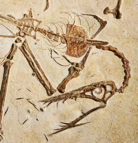 Image result for Rarest Fossils